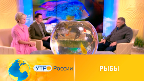 Какими удивительными способностями обладают рыбы