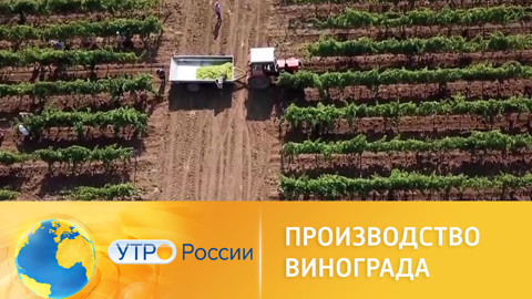 Производство винограда в России