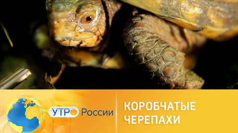 Как живут мексиканские черепахи в Московском зоопарке
