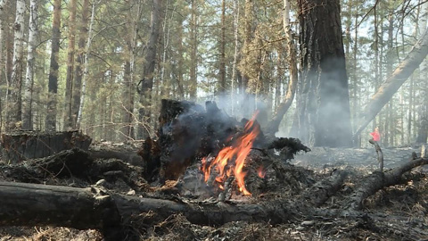 Пламенем охвачено более 12 тысяч гектаров в Кургане