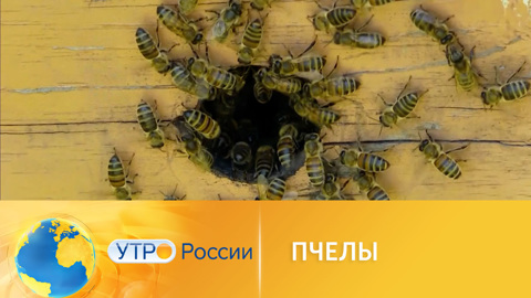 Новые факты о жизни пчел: что узнали ученые