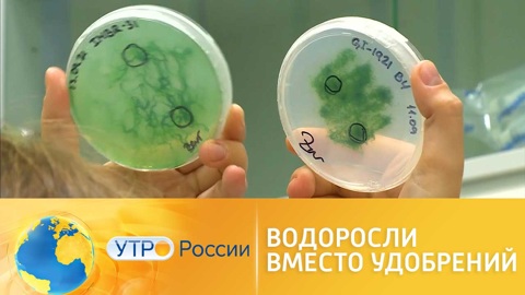 Как в Приморье используют водоросли вместо удобрений