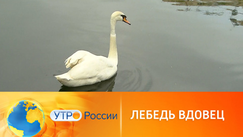 Лебединая верность: правда и мифы