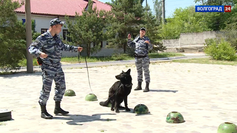 Кинологи. Эфир от 06.06.2022