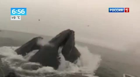 Горбатые киты чуть не проглотили дайверов. Видео