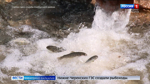 В притоки реки Баксан выпустили 55 тысяч мальков каспийского лосося