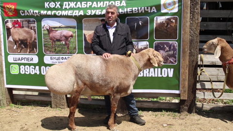 История фермера Сайд-Магомеда Джабраилова и его уникальных барашек