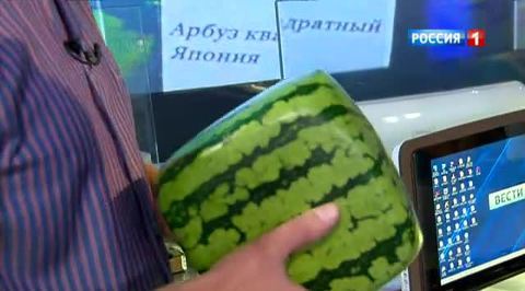 Сезон открыт: в продаже появился квадратный арбуз
