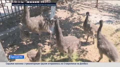 На одной из ферм Ставрополья появились маленькие страусята