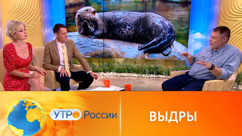 Самое интересное о выдрах