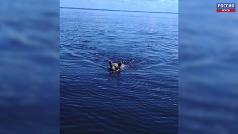 Вышел прямо из воды. На остров Залита приплыл медвежонок