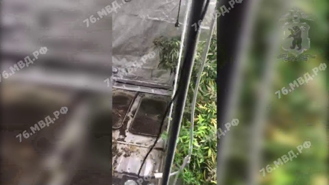 У жителя Ярославской области изъяли более 400 граммов марихуаны