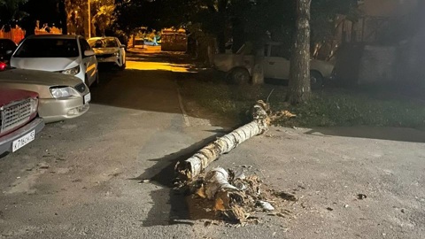 Из-за падения ветки на маму и малыша прокуратура Краснодара начала проверку