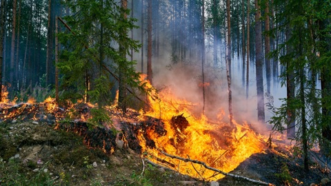 В Карелии ввели режим повышенной готовности из-за угрозы лесных пожаров