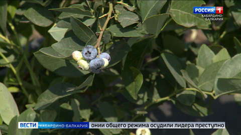 Кабардино-Балкария в тройке лидеров по сбору плодово-ягодных культур