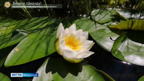 На водоемах Владимирского регионе расцвели белоснежные кувшинки