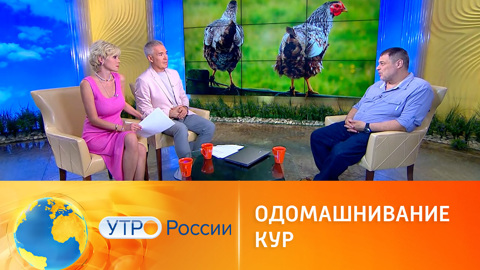 Как куры стали домашними птицами