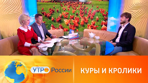 Разведение кроликов и кур: можно или нет