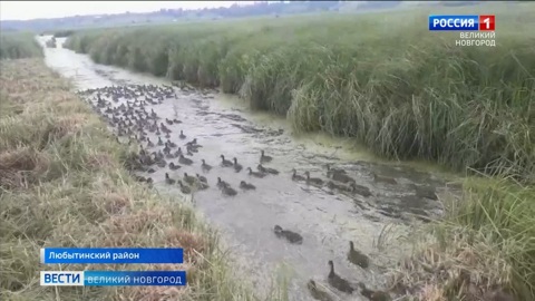 В Любытинском районе выпустили в природу 500 птенцов дикой кряквы