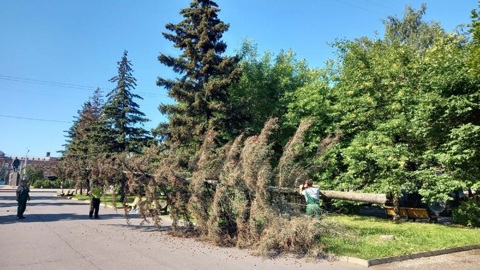 В Рыбинске в Аллее Славы спилили аварийные деревья