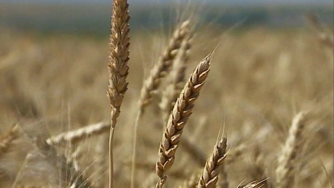 5,5 млн тонн зерна планируется собрать в регионе