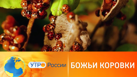 В Краснодарском крае – нашествие божьих коровок