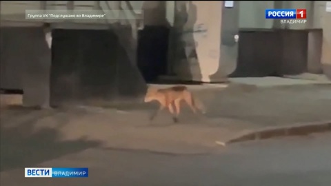 Во Владимире лиса собралась за едой в супермаркет