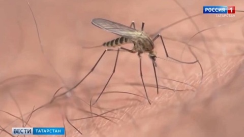 В Казани от личинок комаров обработали 70 водоемов