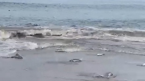 Люди голыми руками ловят горбушу на Сахалине