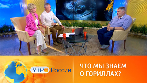 Неизвестные факты о гориллах от Ивана Затевахина