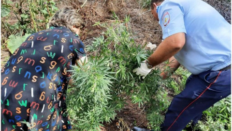 На Ставрополье уничтожают плантации наркосодержащей конопли