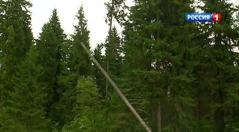 Энергетики отодвинули лес от ЛЭП