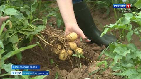 Новгородские фермеры приступили к сбору ранних сортов картофеля