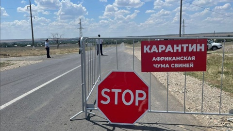 Карантин из-за африканской чумы свиней сохраняется в двух округах Ставрополья