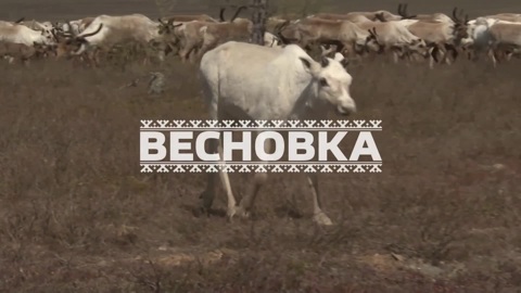 «Весновка»