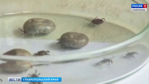 На Ставрополье клещи покусали больше 2, 6 тысячи человек