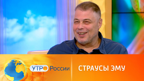 Страусы Эму: что за птица