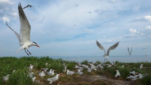 Орнитологи в Бурятии прошли по следам потерянной колонии