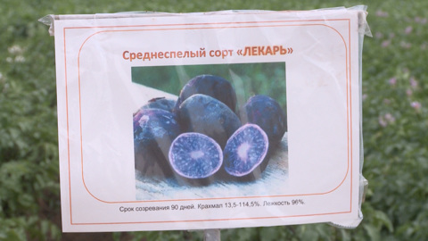 Волгоградские ученые вывели полезный сорт картофеля