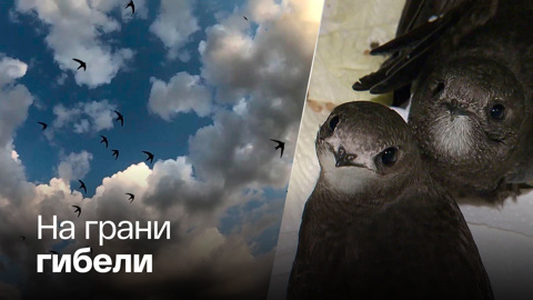 Гнездование стрижей совпало с массовым проведением капремонта