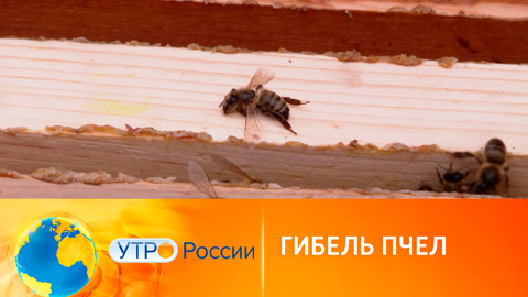Показатель плохой экологии – массовая гибель пчел