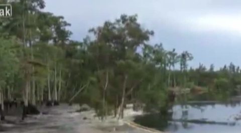 Очевидцы сняли на камеру, как огромная воронка поглотила часть леса