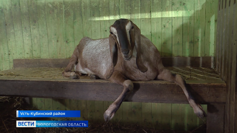На необычной ферме в Усть-Кубинском районе изготавливают продукцию из овечьего молока