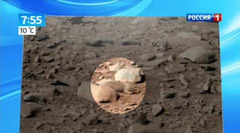 На Марсе обнаружен зверек, похожий на хомяка