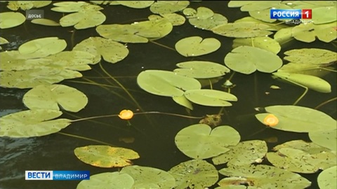 Сразу шесть трагедий на воде произошли во Владимирском регионе