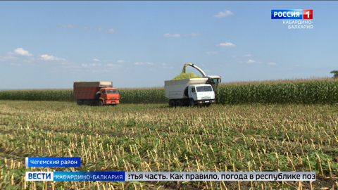 В районах КБР сейчас заготавливают корма для крупного рогатого скота на зиму