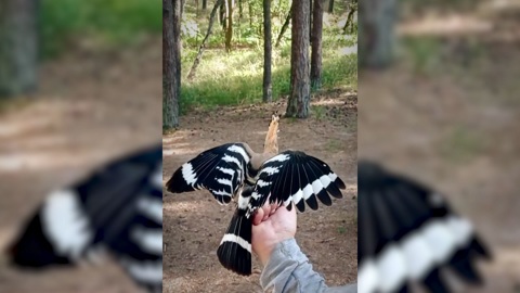 На Куршскую косу прилетел редкий удод