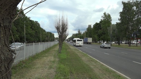 В мэрии Ярославля назвали причины массовой гибели деревьев в черте города