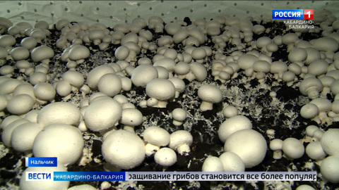 В Нальчике заработал современный грибоводческий комплекс