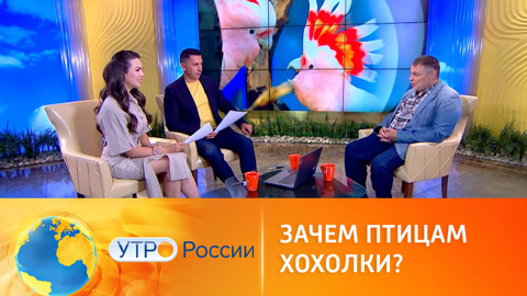 Затевахин рассказывает о хохлатых птицах